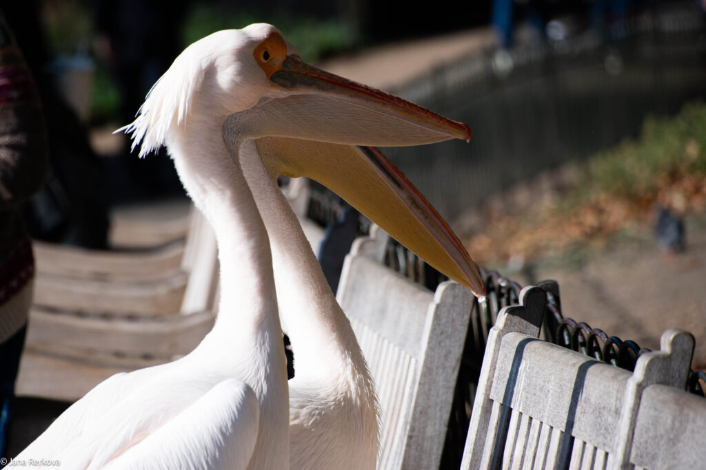 Two pelicans on a bench in St James's Park, London. 