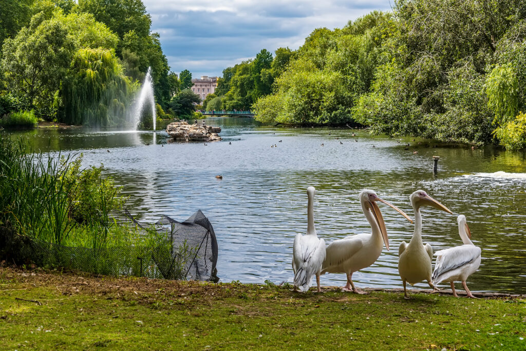 A group of Pelicans at St James's Park
